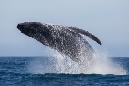 «Les éoliennes les désorientent»: une baleine à bosse aperçue par des pêcheurs au large de Fécamp