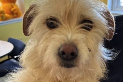 Une chienne a été retrouvée neuf mois plus tard à 3770 km de son domicile