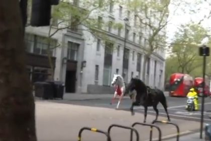 Londres : des chevaux en cavale sèment la pagaille en plein centre, au moins quatre blessés