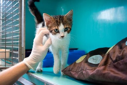 Belfort: les deux chatons ayant été plongés dans le vinaigre blanc et l’huile moteur ont survécu