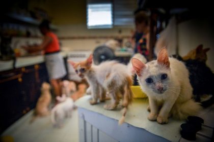 Ils vivaient avec plus de 150 chats, un couple interdit de détenir un animal