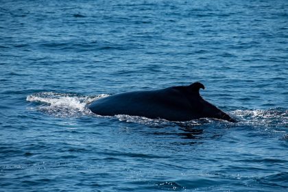 « Cela reste très rare »: rencontre avec une baleine à bosse au large de Capbreton