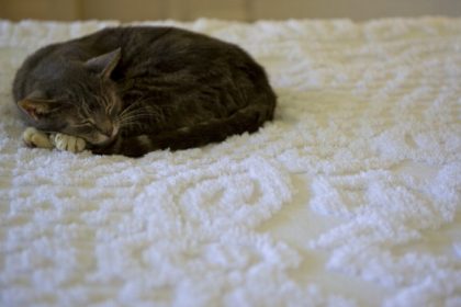 Nos animaux de compagnie font-ils des rêves semblables aux nôtres ?