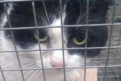 Gard : un ado tue un chat, joue au foot avec son cadavre, se filme… et est condamné pour sévices et actes de cruauté