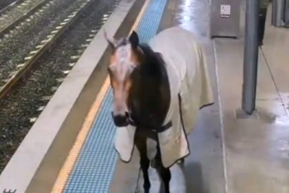 Un cheval de course surprend les usagers d&rsquo;une gare australienne