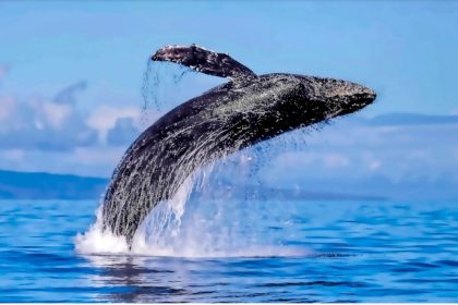 La vie secrète des baleines: un voyage à Maui