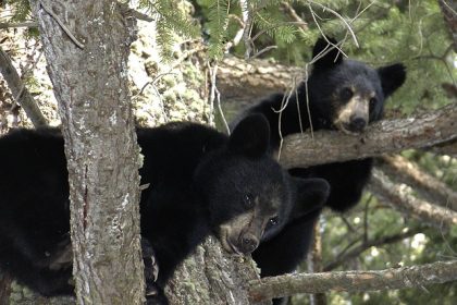 « C’est juste de l’ignorance, un égoïsme total » : un ourson arraché d’un arbre juste pour prendre des photos avec lui