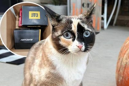 « Elle adore les cartons » : une chatte coincée dans un colis Amazon, retrouvée à plus de 1000 km de chez elle