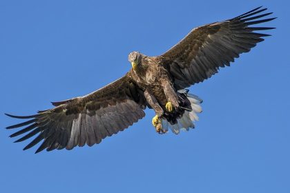 Savoie: un parapentiste attaqué par un aigle royal en plein vol, il s’en sort avec une cinquantaine de plaies