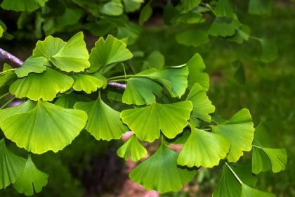 Ginkgo Biloba : l&rsquo;ultime stimulant cérébral