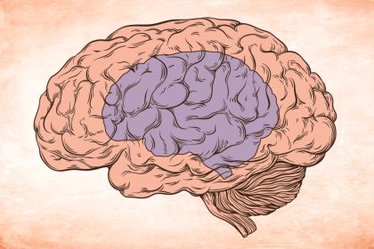 Comment le cerveau rétrécit ou s&rsquo;agrandit ?