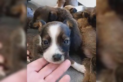 Ariège: elle découvre sept chiots abandonnés dans un bois et lance un appel pour retrouver le propriétaire