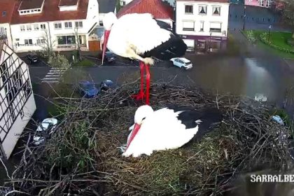 Moselle: Maurice et Mélodie, le couple de cigognes de Sarralbe suivi par des milliers d’internautes