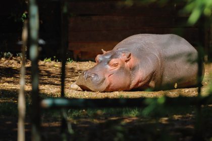 Japon : un hippopotame d&rsquo;un zoo pris par erreur pour un mâle pendant des années