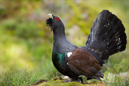 Vosges: le grand tétras bientôt réintroduit dans le massif, des écologistes déposent un recours au tribunal