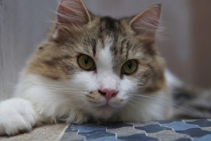 Elle retrouve son chat dix ans après l&rsquo;avoir perdu près de Lyon : « Il est hyper câlin »