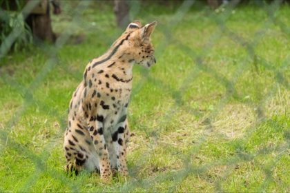 Le zoo d&rsquo;Amiens annonce la «disparition soudaine» de son serval, mort d&rsquo;une septicémie