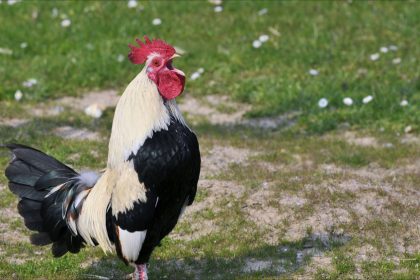 « Ricco avait le droit de chanter » : La voisine qui se plaignait de ses chants condamnée pour préjudice moral