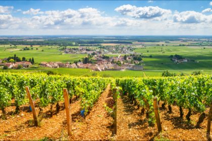 « Des rendements exceptionnels »: la France redevient le premier producteur mondial de vin