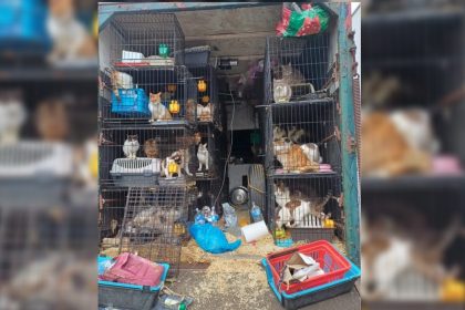 Près de Saint-Malo : plus de 150 chats et chiens retrouvés dans un camion, au milieu de leurs excréments