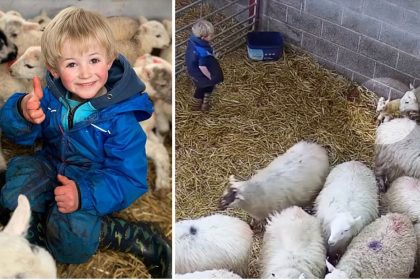 [Vidéo] Un jeune berger de 3 ans aperçoit des agneaux jumeaux nouveau-nés dans l&rsquo;étable et ce qu&rsquo;il fait ensuite devient viral
