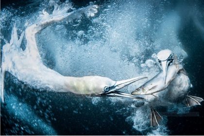 Les lauréats du concours World Nature Photography Awards 2024 ont été dévoilés et les photos sont à couper le souffle