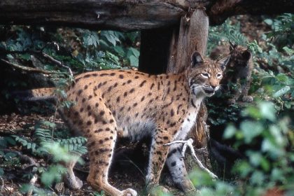 Massif du Jura : deux femelles lynx remises en liberté