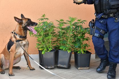 Création d&rsquo;un parquet anti-stups, « DEA à la française »… : les propositions du Sénat contre le narcotrafic