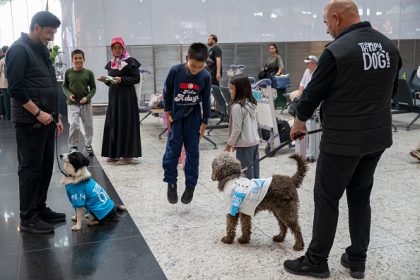 Turquie : des chiens pour détendre les passagers à l&rsquo;aéroport d&rsquo;Istanbul