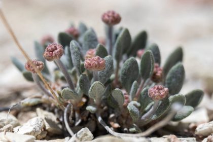 Au Nevada, « cette mine va provoquer l&rsquo;extinction » d&rsquo;une fleur unique au monde