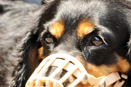 Nonagénaire tuée par un chien dans le Gard : ce que l&rsquo;on sait