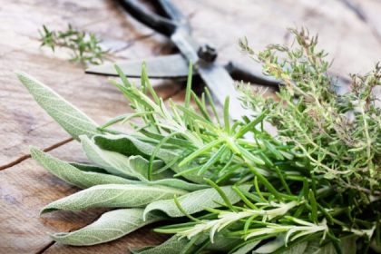 Trois plantes pour améliorer la mémoire et les fonctions cognitives