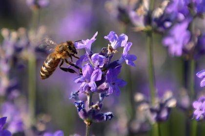 Journée mondiale des abeilles : ce que l&rsquo;on peut faire pour aider ces pollinisateurs aux multiples défis