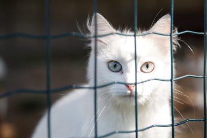 Cruauté animale sur TikTok : la vidéo d&rsquo;un chat jeté d&rsquo;un immeuble amène 30 Millions d&rsquo;amis à porter plainte