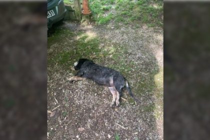 Haute-Garonne: une chienne de chasse reçoit un tir mortel à Villemur-sur-Tarn