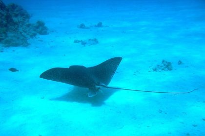 Une raie manta de 3 mètres d’envergure s’échoue sur une plage catalane et donne naissance à un petit