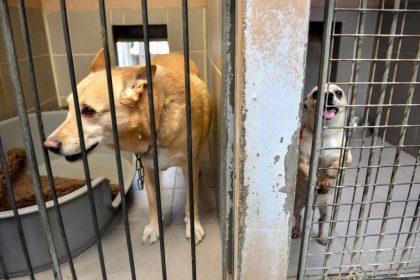 Maltraitance animale ? Composez le 3677, premier numéro d&rsquo;appel d&rsquo;urgence