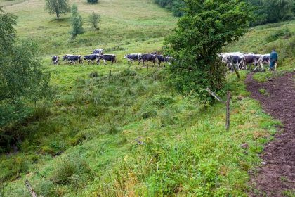 Sarthe : huit vaches périssent dans un trou de 18 mètres de profondeur, à la suite d’un effondrement de terrain