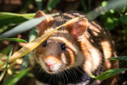 En Alsace, le grand hamster lutte pour sa survie