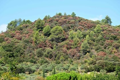 Provence : pour sauver la forêt, une nouvelle « mosaïque » d&rsquo;arbres