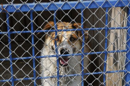 Maltraitance animale : le responsable de l&rsquo;Arche de Noël à Béziers écope de 12 mois de prison avec sursis