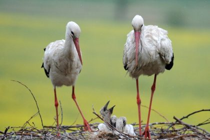 Hécatombe chez les bébés cigognes en Alsace à cause des fortes pluies : « Près de 50 % des nids ont été décimés »