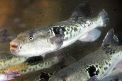 Japon : oserez-vous déguster des nouilles sautées au fugu, ce poisson hautement toxique ?