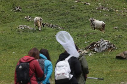 Une randonneuse tuée par une attaque de vaches en Autriche