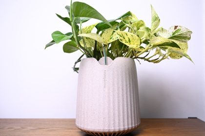 Une plante aux superpouvoirs pour purifier l’air des molécules toxiques