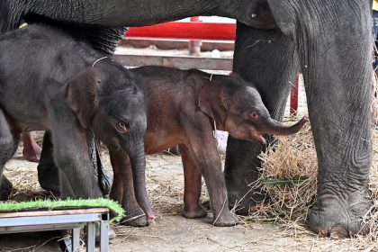 Thaïlande : rare naissance d&rsquo;éléphants jumeaux