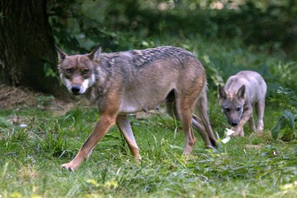 Une joggeuse imprudente a été grièvement blessée par des loups dans la réserve naturelle de Thoiry