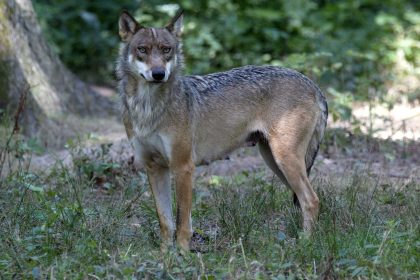 Thoiry : la joggeuse donne sa version après avoir été grièvement blessée par des loups
