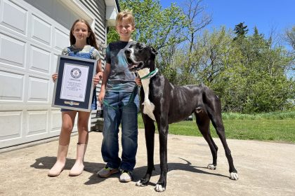 « Toute notre famille est dévastée » : Kevin, le plus grand chien vivant au monde, meurt 11 jours après son record Guinness