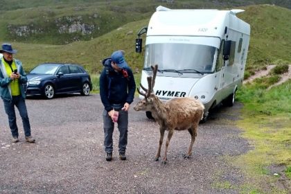 Écosse : euthanasié pour avoir ingéré trop de nourriture donnée par les touristes, Callum était un cerf très populaire
